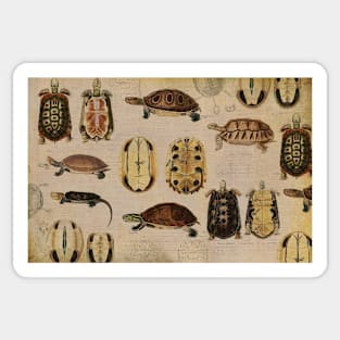 Vintage Turtles anatomy & natural history illustration Sticker